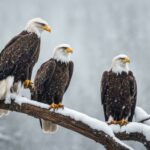 what temperature can bald eagles tolerate