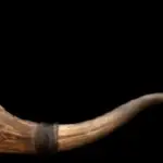 what would happen if bison went extinct