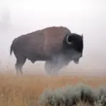 when is bison mating season