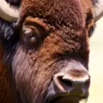 where can i see bison in colorado