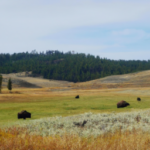 where does the american bison live