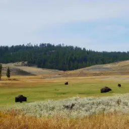 Where Does The American Bison Live