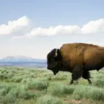where to see bison in colorado