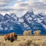 where to see bison in grand teton