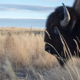 where to see bison in nebraska
