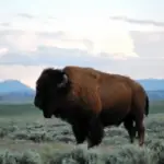 where to see bison in wyoming