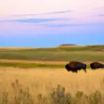 which habitat is known for grazing bison and antelope
