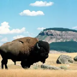 which organization reintroduced bison to the western us