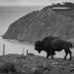 why are there bison on catalina island