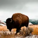 why do bison reject their young