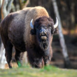wild adult bison in the autumn forest wildlife sc 2021 12 09 02 20 55 utc