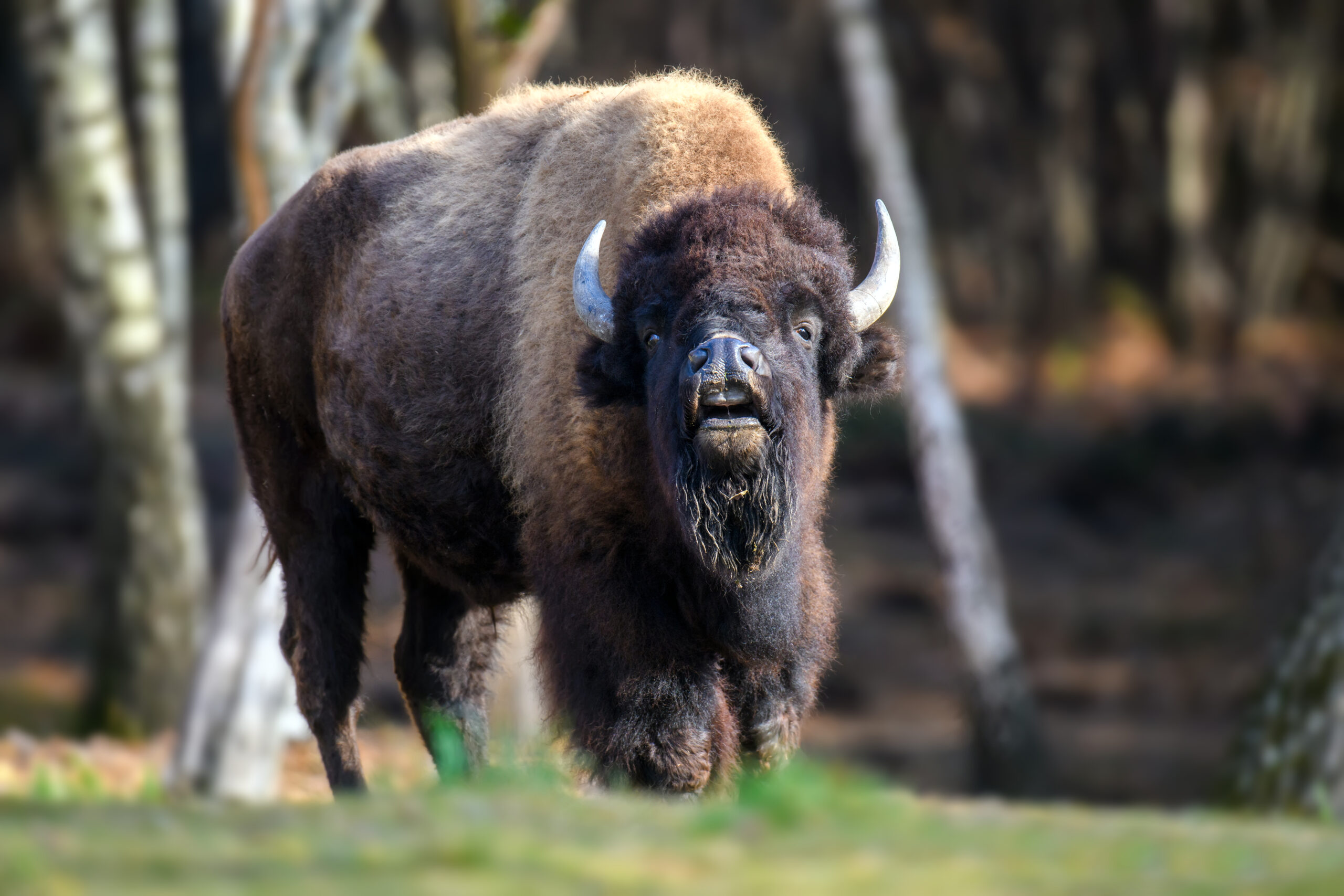 wild adult bison in the autumn forest wildlife sc 2021 12 09 02 20 55 utc scaled