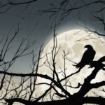 Do Hawks Hunt At Night? Discover the Habits of Hawks