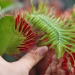 Does a Venus flytrap have emotions?