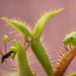 How long does it take for a Venus flytrap to eat a fly?