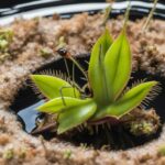 Why did my Venus flytrap turn black after eating?
