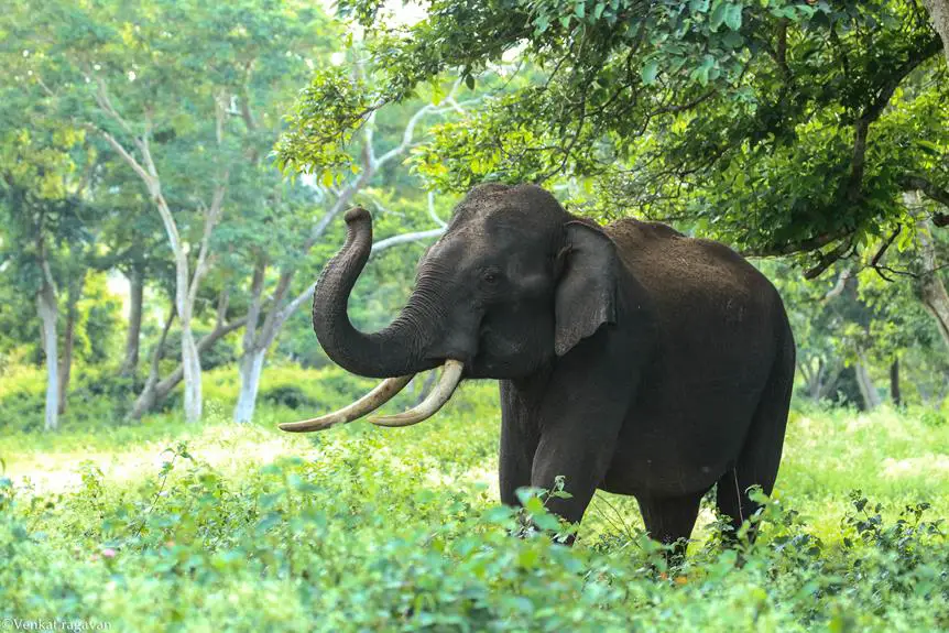 elephants fearful phobias revealed