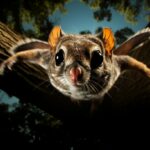 flying squirrel adaptation