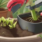 how do you repot a venus flytrap?