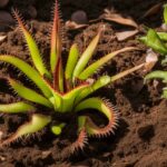 what type of soil is best for venus flytraps?
