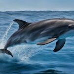 dolphines feeding habits and prey selection