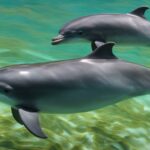 dolphines reproductive cycle and mating behavior