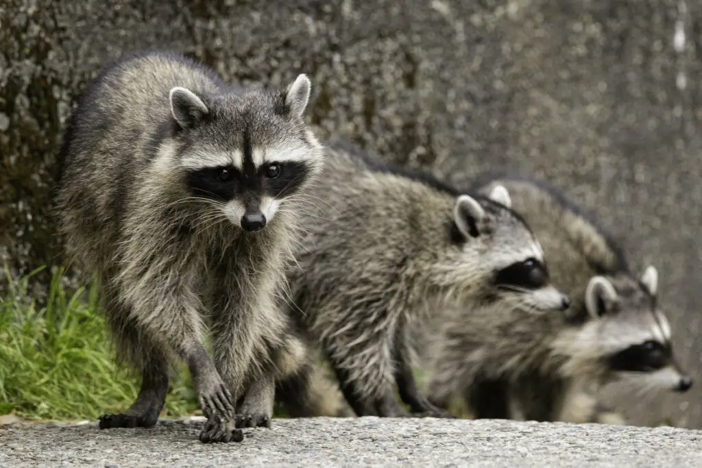 Can You Tame A Raccoon