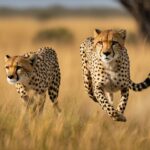 What are the key conservation efforts to protect cheetahs?