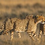 Cheetah facts