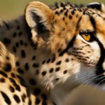 Cheetah fur and color