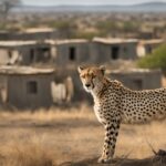 Cheetah-human conflict