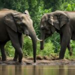 What are the primary threats facing wild elephant populations?