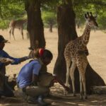 How are orphaned giraffe calves cared for and rehabilitated?