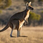 What is the anatomy and body structure of a kangaroo?