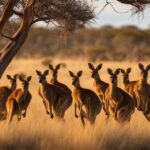 Kangaroo conservation