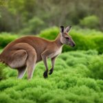 What do kangaroos typically eat, and how do they feed?