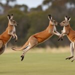 What are some interesting facts about kangaroos?