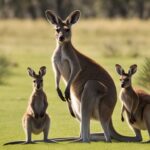 Kangaroo family dynamics