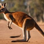 How do kangaroos conserve energy while hopping?