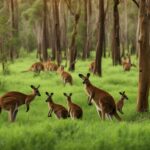 Kangaroo population size