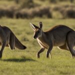 Kangaroo predators