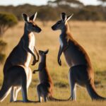 How do kangaroos reproduce, and what is their reproduction cycle?