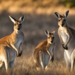 Kangaroo social behavior
