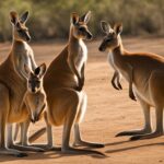 How are social hierarchies established in kangaroo groups?