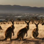 What are the primary threats facing wild kangaroo populations?