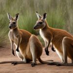 What sounds and communication methods do kangaroos use?