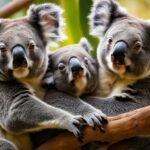 How do koalas mate and reproduce in the wild?