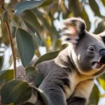 What sounds and communication methods do koalas use?