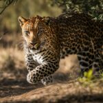 How do leopards behave in the wild and in captivity?