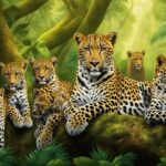 Leopard Conservation Success Stories: Inspiring Triumphs in Preserving the Majestic Cats